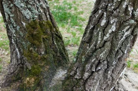 Moss on the birch Stock-Fotos