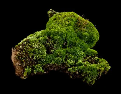 Moss on a black background closeup Stock Photos