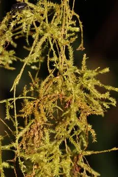 Moss with black background Stock Photos