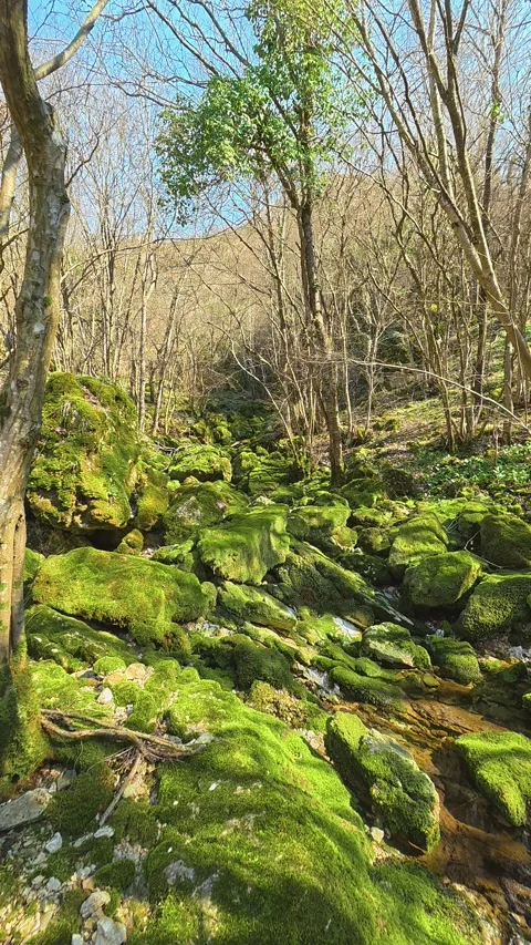 Moss blankets mossy rocks in a quiet forest stream. Balkan, Eastern Europe, POV Video stock 333634244