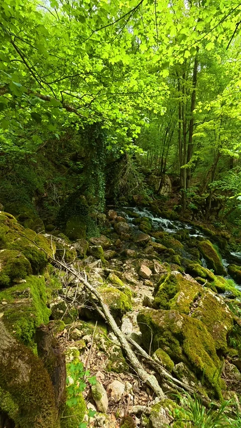 Moss blankets rocks and roots. Grza River Spring, Serbia. Vertical Vidéo 334468046