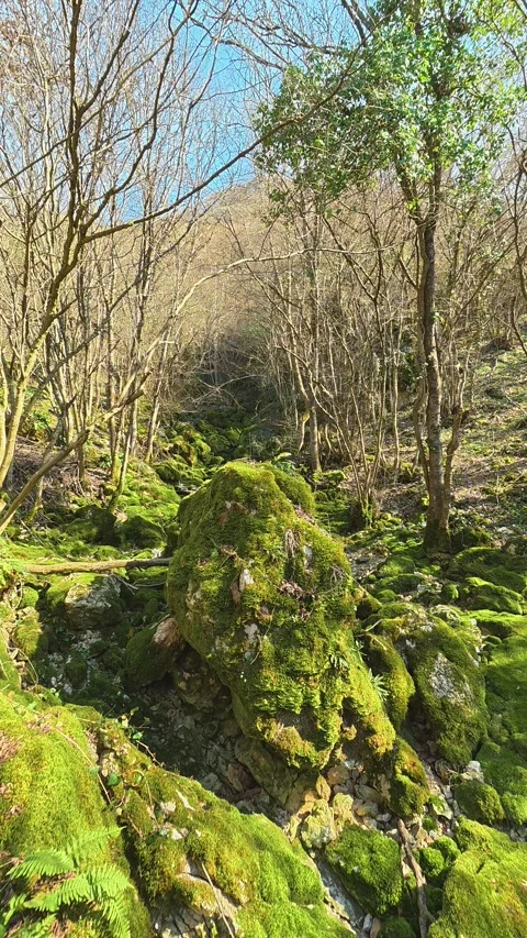 Moss blankets a stone, green and thick. Balkan, Eastern Europe, POV Video stock 333634242