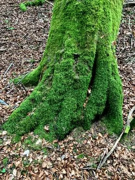 Moss blankets the thick roots of a tree, surrounded by fallen leaves in a pea Stock Photos