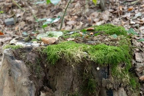 Moss blankets a weathered tree stump Stock Photos
