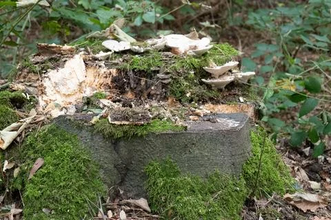 Moss blankets a weathered tree stump Stock Photos