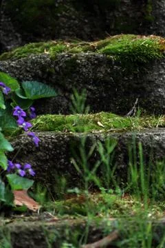Moss On Blocks Stock Photos