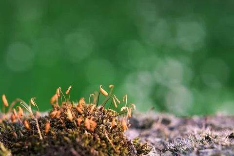 Moss in bloom macro on a concrete Stock Photos