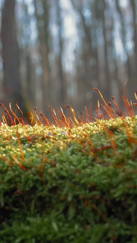 Moss blooming in the forest in spring. Stock Footage 304683810