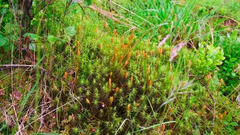 Moss blooming with orange flowers macro shooting. Stock Footage 197340129