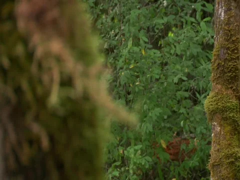 Moss blowing in wind 스톡 동영상 620220