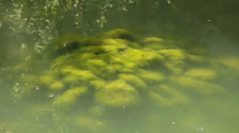Moss on the bottom of the pond Stock Footage 51471870