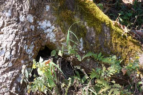 Moss on Bottom of Tree Trunk in Woods . Stock Photos
