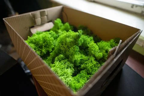 Moss in a box Stock Photos