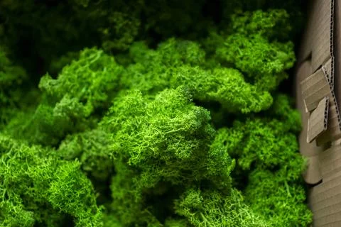 Moss in a box Stock Photos