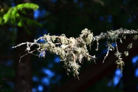 Moss on a branch, blue sky inserts, forest, summer Stock Photos