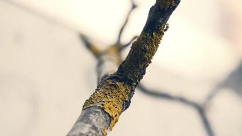 Moss on a branch, close up shot. Stock Footage 129348178