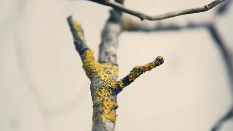 Moss on a branch, close up shot. Stock Footage 129348566