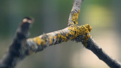 Moss on a branch, close up shot. Stock Footage 129348966
