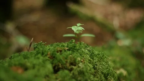 Moss on the branch Stock Footage 77344857