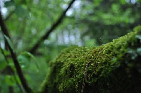 Moss on the branch in the forest Stock Photos
