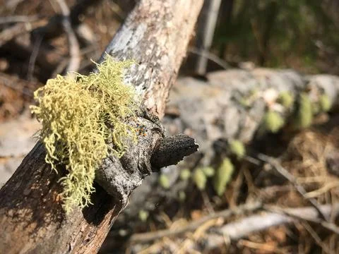 Moss on a Branch Stock Photos