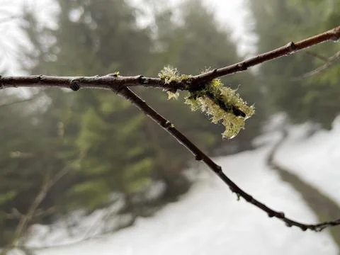 Moss on a branch Stock Photos