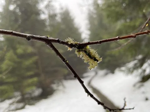 Moss on a branch Stock Photos