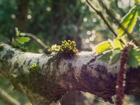 Moss on a branch through dappled sunlight 写真素材