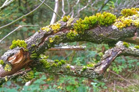 Moss on a branch of a tree Stock Photos