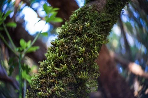 Moss on the branches, close-up. Shallow depth of field. Swirling bokeh. Cente Фото