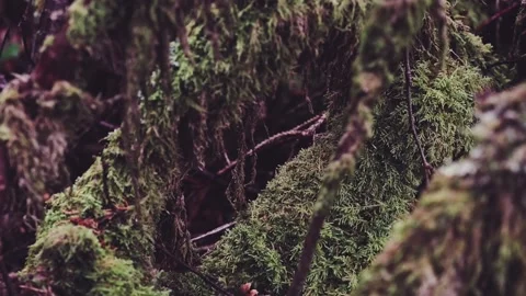 Moss on branches macro shooting. Stock Footage 197338320