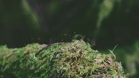 Moss on branches macro shooting. Stock Footage 197338348