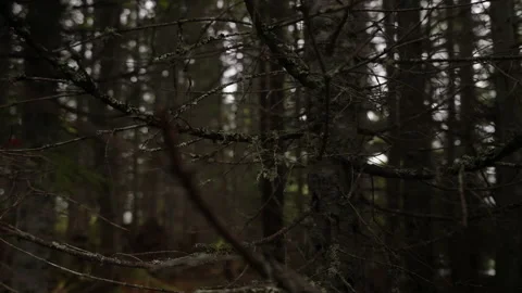 Moss on the branches of a tree in a dark forest. Stock Footage 228675775