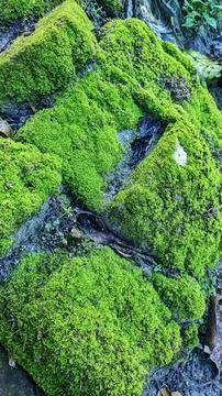 Moss on bricks Fotos Stock