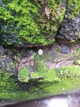 The moss on the bricks Stock Photos
