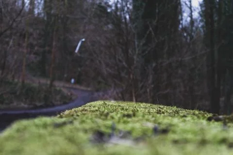 Moss on a bridge wide view Stock Photos