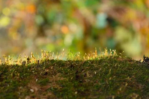 Moss in bright sunlight Fotos de archivo