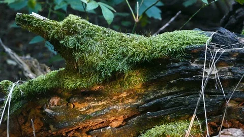 Moss On The Broken Tree, Detail In The Forest Stock-Footage 96064612