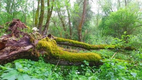 Moss on a broken willow tree in a riverside forest near the danube in austria Stock Footage 129589981