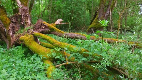 Moss on a broken willow tree in a riverside forest near the danube in austria Stock Footage 129590009