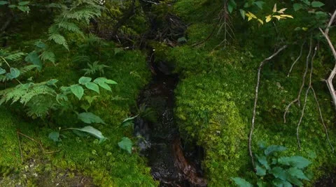 Moss Brook Video stock 12274651