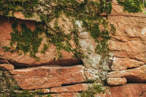 Moss brown stone texture. Moss stone texture. Close up photo Stock Photos