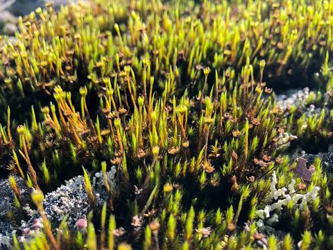 Moss Bryophyta Stock Photos