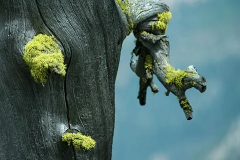 Moss on Burnt Tree Stock Photos