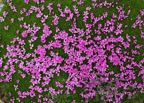 Moss campion Stock Photos