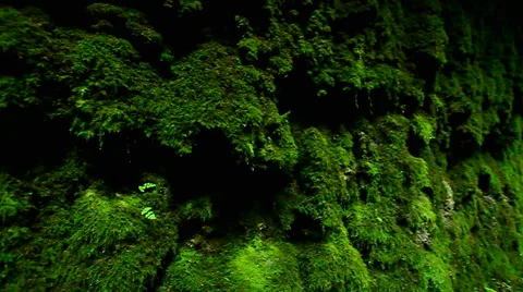 Moss Canyon Rock Background Video stock 63844756