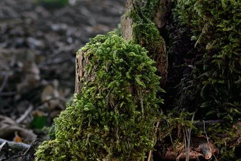 A moss cap covers the top of an old tree stump Stock Photos