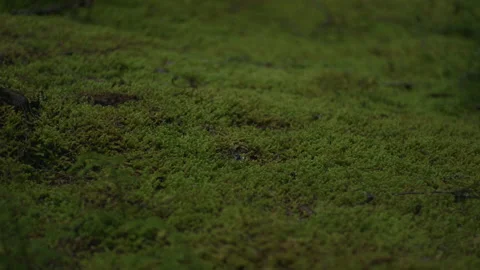 Moss carpet covers forest floor in Mt Hood National Forest in Oregon Stock-Footage 232411108