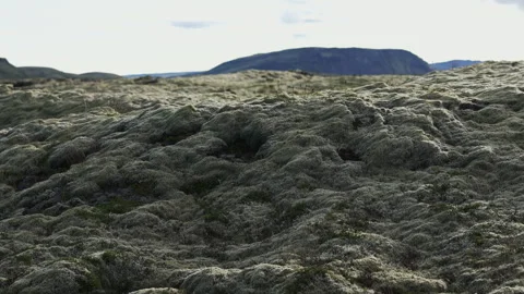 Moss - carpet of moss - evening light in august, Iceland Video stock 341834421