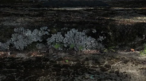Moss on cement Stock Footage 953062